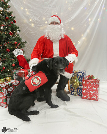 Brody the Labrador Pose Your Pet with Santa 2017