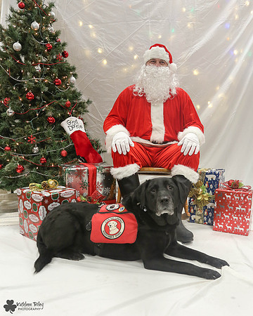 Brody the Labrador Pose Your Pet with Santa 2017
