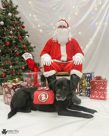 Brody the Labrador Pose Your Pet with Santa 2017