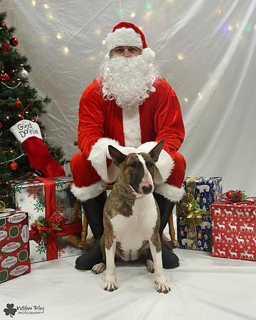 Patsy the Bull terrier Pose Your Pet with Santa 2017