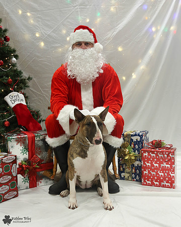 Patsy the Bull terrier Pose Your Pet with Santa 2017