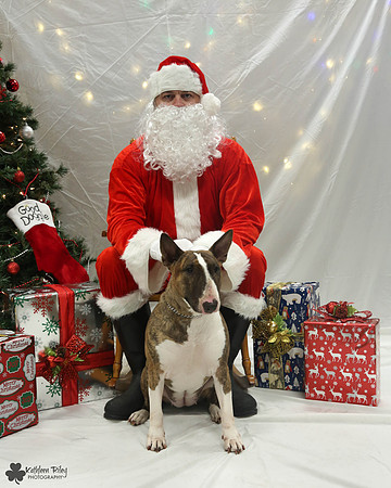 Patsy the Bull terrier Pose Your Pet with Santa 2017