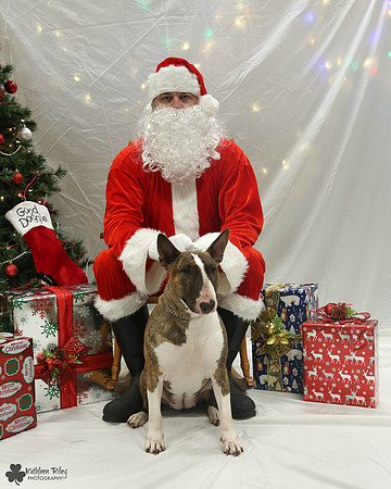 Patsy the Bull terrier Pose Your Pet with Santa 2017