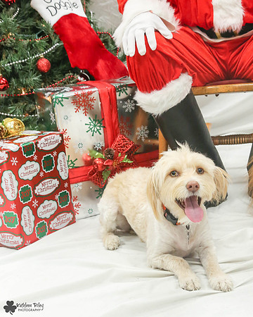 Pearly the Wheaton X Pose Your Pet with Santa 2017