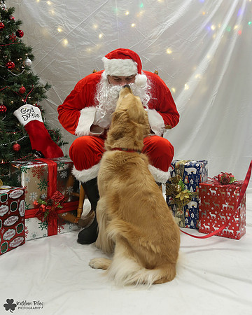 Sydney the Golden Retriever Pose Your Pet with Santa 2017