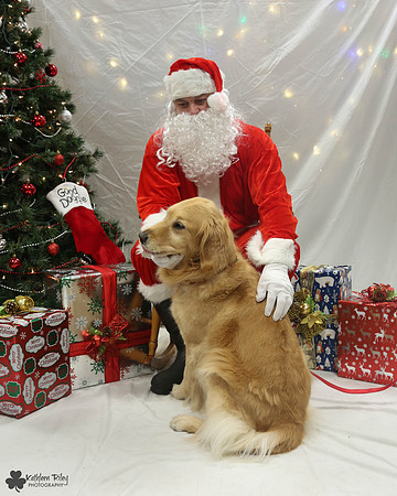 Sydney the Golden Retriever Pose Your Pet with Santa 2017