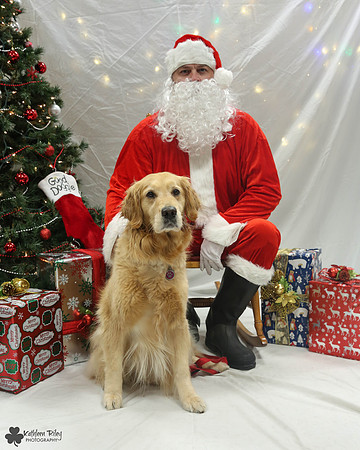 Sydney the Golden Retriever Pose Your Pet with Santa 2017