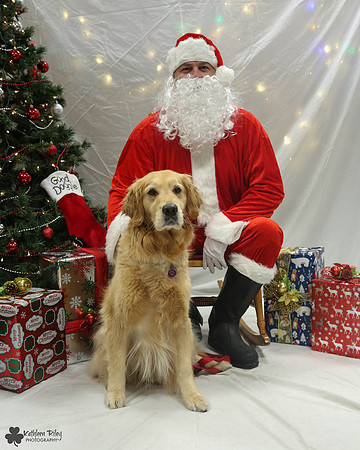 Sydney the Golden Retriever Pose Your Pet with Santa 2017