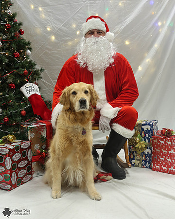 Sydney the Golden Retriever Pose Your Pet with Santa 2017