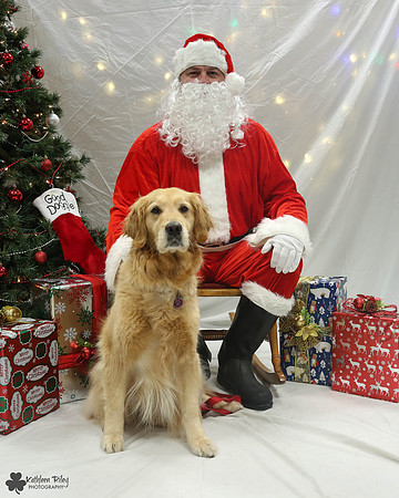 Sydney the Golden Retriever Pose Your Pet with Santa 2017