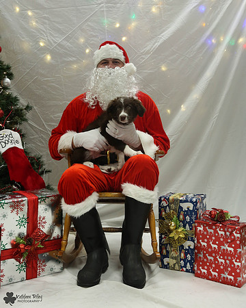Vino the Border Collie Pose Your Pet with Santa 2017