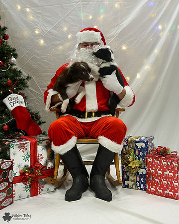 Vino the Border Collie Pose Your Pet with Santa 2017