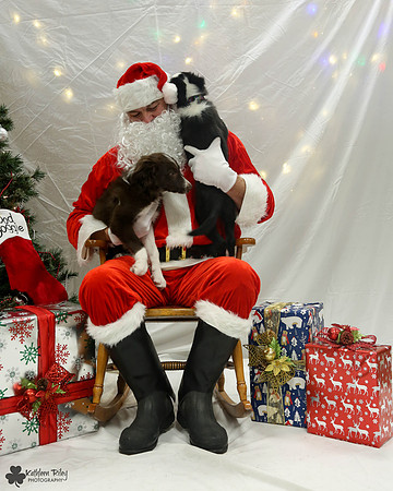 Vino the Border Collie Pose Your Pet with Santa 2017