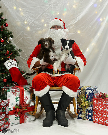 Vino the Border Collie Pose Your Pet with Santa 2017