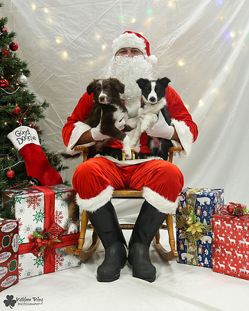 Vino the Border Collie Pose Your Pet with Santa 2017