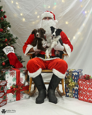 Vino the Border Collie Pose Your Pet with Santa 2017