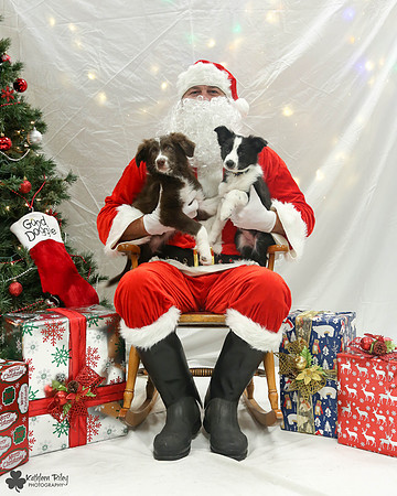 Vino the Border Collie Pose Your Pet with Santa 2017
