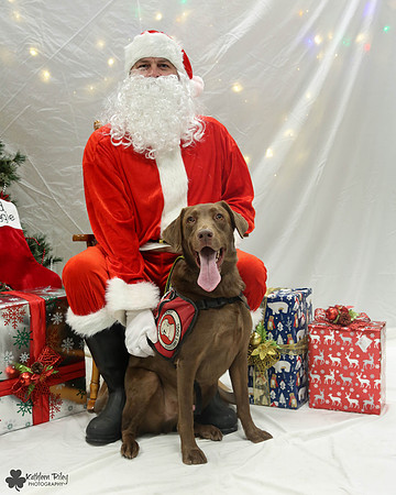 Tabor the Labrador retriever  Pose Your Pet with Santa 2017