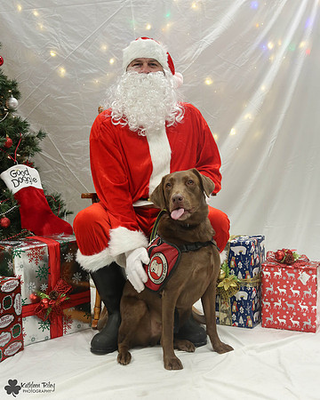 Tabor the Labrador retriever  Pose Your Pet with Santa 2017