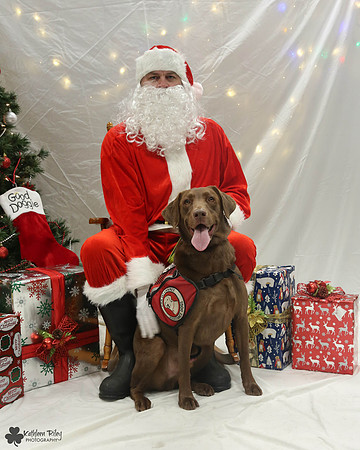 Tabor the Labrador retriever  Pose Your Pet with Santa 2017