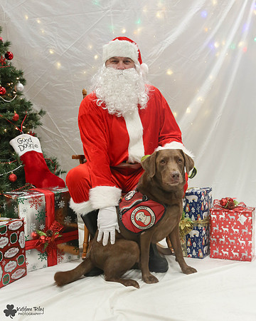 Tabor the Labrador retriever  Pose Your Pet with Santa 2017