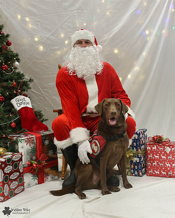 Tabor the Labrador retriever  Pose Your Pet with Santa 2017