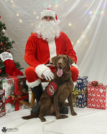 Tabor the Labrador retriever  Pose Your Pet with Santa 2017