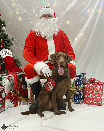 Tabor the Labrador retriever  Pose Your Pet with Santa 2017