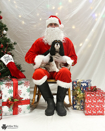 Betty the Cavalier Pose Your Pet with Santa 2017