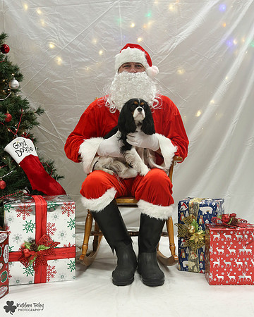 Betty the Cavalier Pose Your Pet with Santa 2017