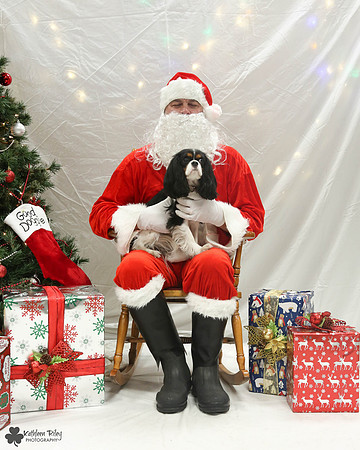 Betty the Cavalier Pose Your Pet with Santa 2017