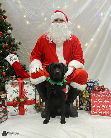 Catalina the Labrador Retriever Pose Your Pet with Santa