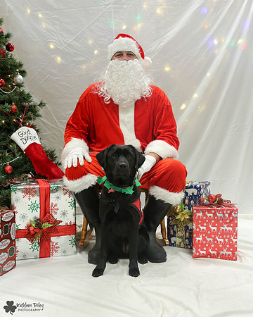 Catalina the Labrador - Pose Your Pet with Santa 2017