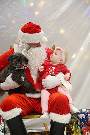 Rupert the Toy Poodle Pose Your Pet with Santa 2017