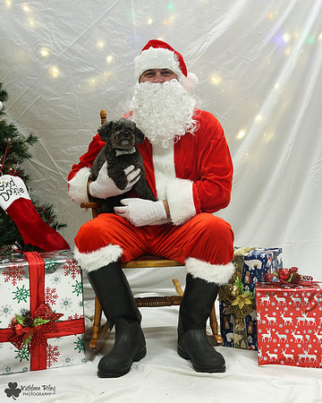 Rupert the Toy Poodle Pose Your Pet with Santa 2017