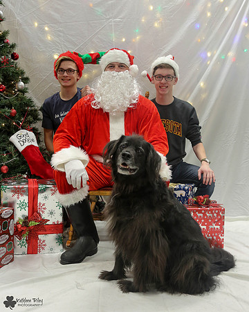 Smoky the Newfoundland - Pose Your Pet with Santa 2017
