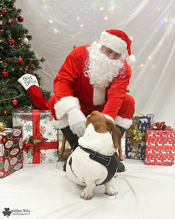 Stanley the Basset Hound Pose Your Pet with Santa 2017