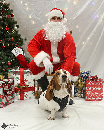 Stanley the Basset Hound Pose Your Pet with Santa 2017
