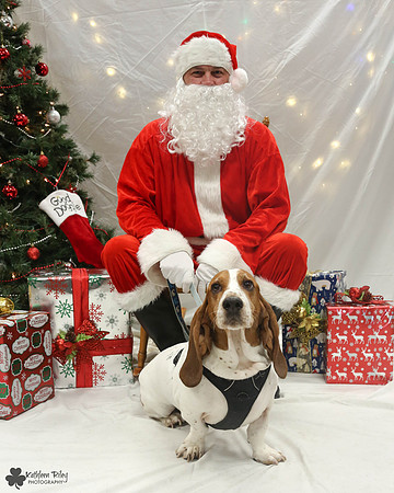 Stanley the Basset Hound Pose Your Pet with Santa 2017