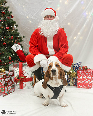 Stanley the Basset Hound Pose Your Pet with Santa 2017