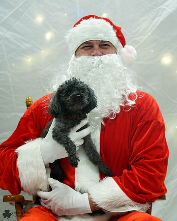 Minute the Poodle Pose Your Pet with Santa