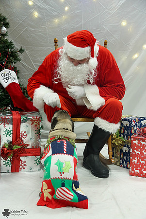 Max the Pug Pose Your Pet with Santa