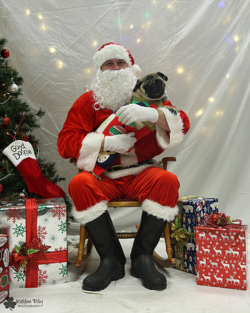 Max the Pug Pose Your Pet with Santa