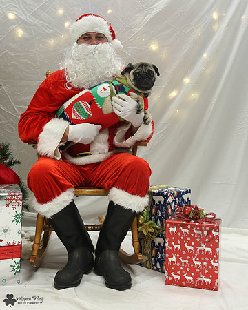 Max the Pug Pose Your Pet with Santa