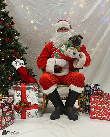 Max the Pug Pose Your Pet with Santa