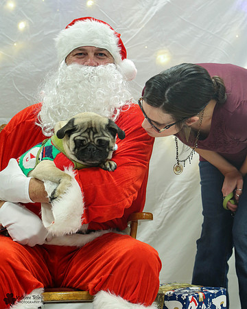 Max the Pug Pose Your Pet with Santa