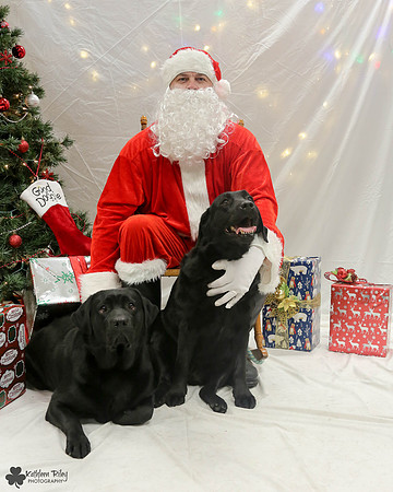 Scarlett and Parody the Labradors Pose Your Pet with Santa 2017