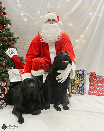 Scarlett and Parody the Labradors Pose Your Pet with Santa 2017