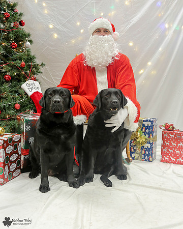 Scarlett and Parody the Labradors Pose Your Pet with Santa 2017