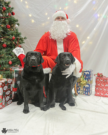Scarlett and Parody the Labradors Pose Your Pet with Santa 2017